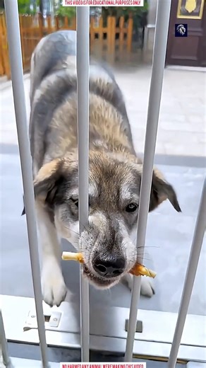 3 dogs, 3 different minds… who solved it smartest? 🐶😱