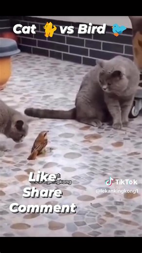 2.6K views · 243 reactions | Olawale Muritala Walex on Reels | Facebook