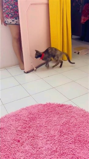 Smart cat playing hide and seek #catplaying #cathideandseek #petinfluencer #petvideos