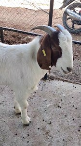 79K views · 436 reactions | Boer Goat @Kg2500 | New Boar Goat Farming...