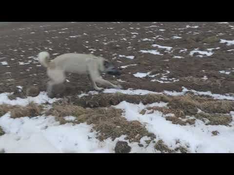 5 Month old Kangal Puppy running how it develops