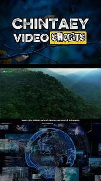 Sumatra's forests are now almost gone ❗#naturalfacts #tessonilo #deforestation