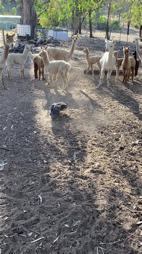 Alpacas in Action: Farm Life and Family Dynamics