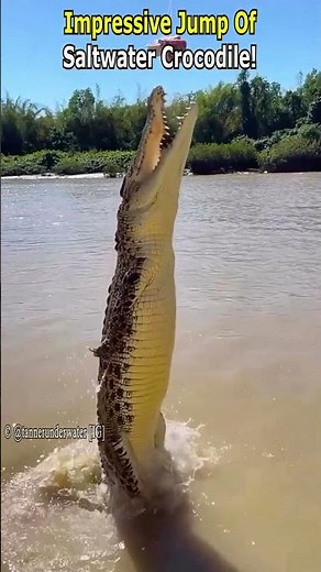 Powerful Jump of a Saltwater Crocodile !