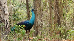 Hybrid male peacock (peafowl) : (Common Peafowl (Pavo cristatus) x Green Peafowl (P. muticus)) in breeding plumage