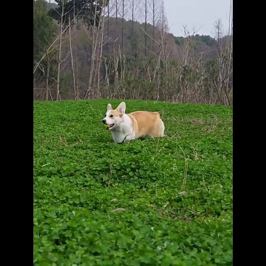 Ball Thrower for Dogs,Interactive dog fetch machine,Automatic Tennis Ball Launcher with 12 Tennis Balls,Dog Ball Thrower Machine with 10-30Ft 3 Launching Distance,for Small Dogs Indoor & Outdoor