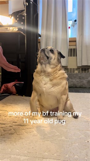 Training My 11-Year-Old Pug: Tips and Techniques