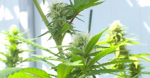 Massive cannabis growing facility near Grand Casino will be the largest on tribal land