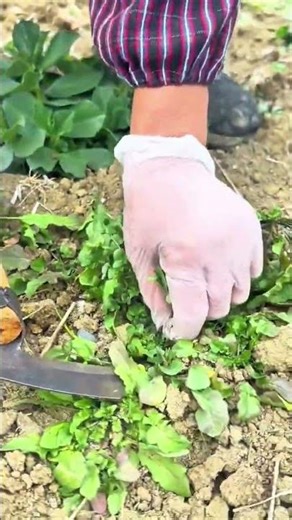 Hand weeding garden beds using traditional hoe for healthy soil