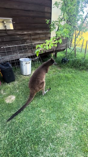 Pruning Techniques for Healthy Kangaroo Plants
