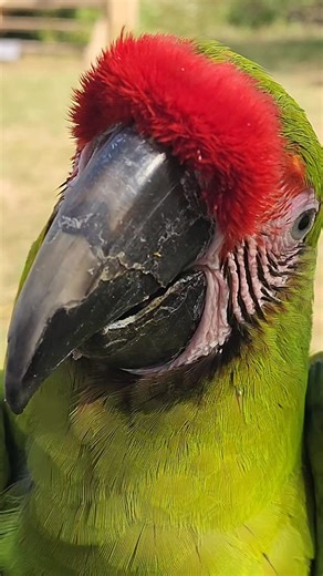 Its FLYDAY for Kate. . Isn't She Lovely! . Monitored with Marshall Radio Telemetry | Chris Armstrong