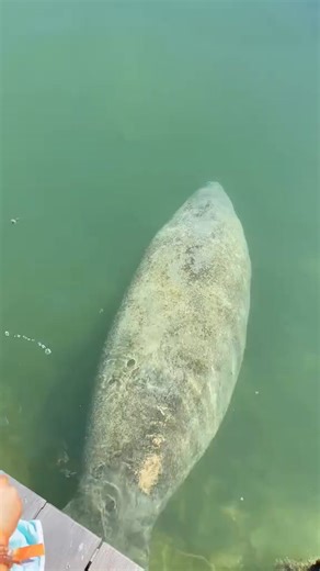 1K views · 19 reactions | Manatees ask humans for freshwater.#animals #viral #tiktok #foryou #fyp | Oregon Zoo | Facebook