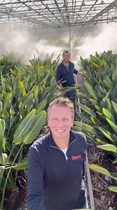 Giant Strelitzia plants! Fransen Roses is known for his sprayroses, but they have a giant area with Strelitzia Reginea / Bird of Paradise! #strelitzia #strelitziareginae Thursd. | Peter van Delft
