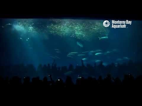 Feeding Time in the Open Sea Exhibit!