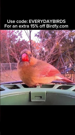 Beautiful Female Cardinal at my Birdfy 2 Feeder! #everydaybirds