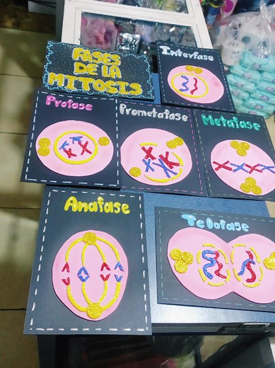 Maqueta de las Fases de la Mitosis