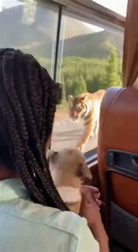 Tiger Explodes Out Of Nowhere Chasing Dog — Tourists Panic #tiger #dog #panic