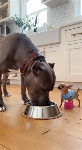 794K views · 9.8K reactions | Bruno put the little Chihuahua in time-out... in the sink! 藍 #chihuahua #pitbull #dog #funnyvideos #chihuahualife #dogcomedy ⚙️ This video was created using AI for entertainment purposes only.  No real animals were used or harmed it's all creativity, humour, and love for pets.  Inspired by the funny chaos every pet owner knows too well. | Faux Paws | Facebook