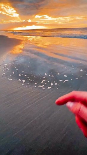 we are so back 🌳🤌 #meme #wise #mysticaltree #tree #🌳🌳 #foryou #fyp