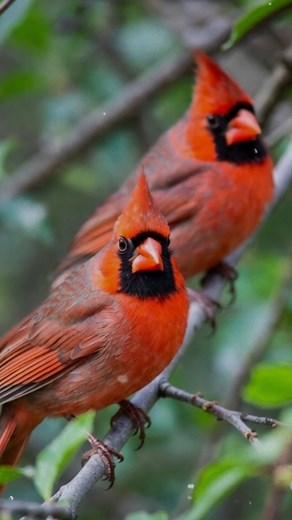 “Cardinal When She Finally Gave Up” #CardinalBirds #CardinalSymbolism #CardinalBirdFacts #RedCardinal #CardinalMeaning | Cardinal Enthusiast