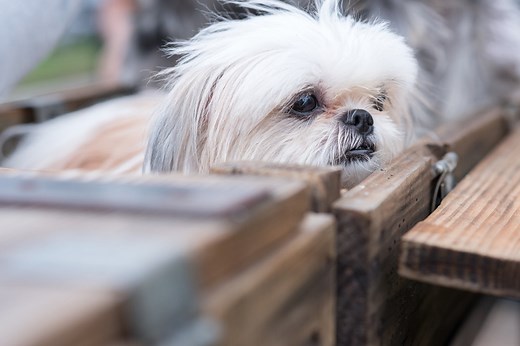 How To Build A Bailey Chair For Dogs - Cuteness