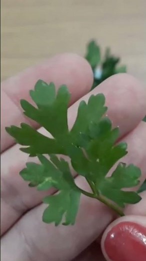 This cleanses the kidneys, liver, and pancreas quickly and is great for diabetics and hypertensiv...