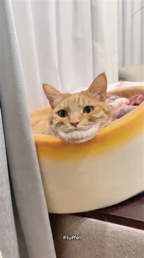 These Cat Expressions Are Too Funny