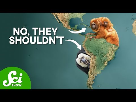There Shouldn't Be Monkeys In South America