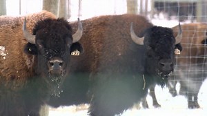 ‘A joy to work with’: Farmers using bison to improve crop sustainability