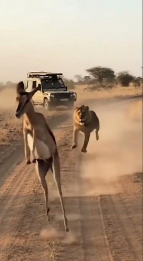 Deer Jumps Into Car to Escape Lion