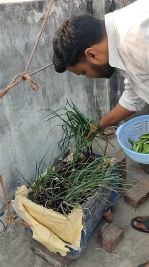 Sem, Onion Leaves & Green-Red Tomato Harvesting | Fresh Garden Vegetables | Jeet Vlog 3.0