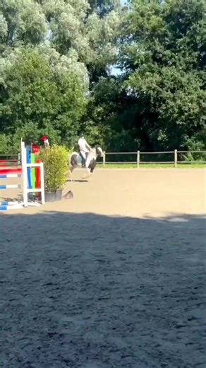 Tinker springt 90 cm parcours: Hippiade gelukwensen en trots