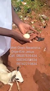 Onye Eze Jesus call 08087839434 | Children of Light Anointing Ministries-Onyeze Jesus