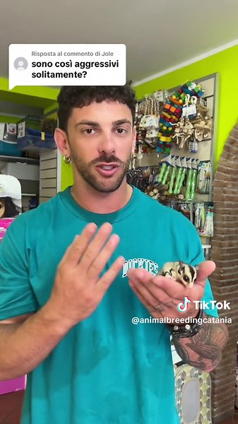 Risposta a @Jole @𝗔𝗡𝗜𝗠𝗔𝗟 𝗕𝗥𝗘𝗘𝗗𝗜𝗡𝗚 #petaurodellozucchero