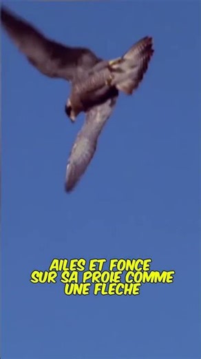 🐦 Cet oiseau plonge plus vite qu’une Formule 1