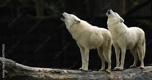 Howling of a Artic wolf in the forest during the autumn