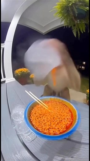 11K views · 115 reactions | STAY!LLEGAL! | Rasta Monkey | Facebook