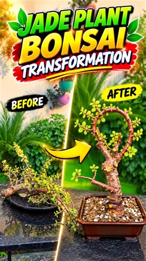 Jade Plant Bonsai Transformation 🌳 | Amazing Before & After