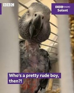 2.5K views · 24 reactions | Jesse the swearing parrot! 列 After the grief of losing his of his owner, Jesse has certainly found his voice again! 藍  *Best with sound* Read more: https://www.bbc.co.uk/news/uk-england-dorset-60616404 | BBC Dorset | Facebook
