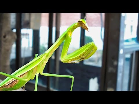 Mantis Makes Loud Noise (Praying Mantis) ..at the end