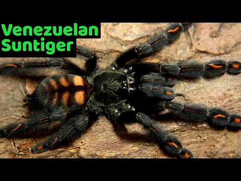 Venezuelan Suntiger Tarantula (Psalmopoeus irminia) Care & Husbandry