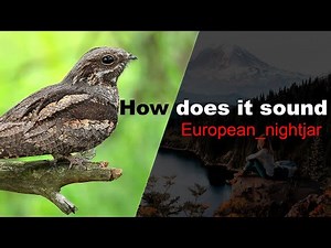 Scary sound of European nightjar. Are you afraid of the dark?
