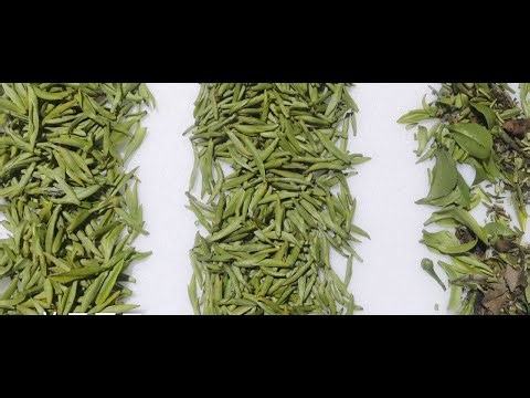 Fresh Tea Leaf Sorting---RK Series for impurity removal, shape sorting,classification
