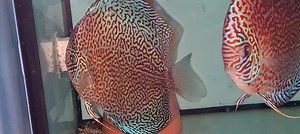 Wrigglers from panthera leopard | Chens Discus UK