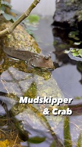 52K views · 48 reactions | Mudskipper & Blue Jade Crab. I keep these guys in a freshwater paludarium setup. The mudskipper is much healthier than the time when I got him. I feed the mudskipper various food including some dry saltwater shrimps. I think he might need some salted food. So far all these guys are happy and healthy. | My Home Nature | Facebook