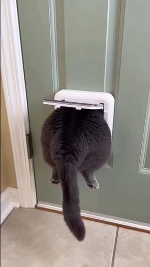 Cats Going Crazy 🤪 🐈 🤣