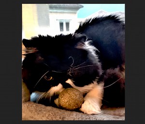 2.2K views · 1.5K reactions | Cy's New Ball Toy  | Cyrus | Facebook