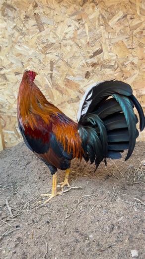 123K views · 8K reactions | Spring Valley Farm on Reels | Facebook