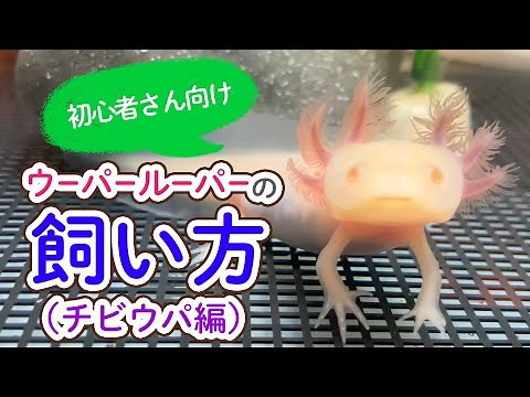 [For Beginners] How to Raise an Axolotl (Chibi Axolotl Edition) [2023 Edition] / Axolotl, Raising...