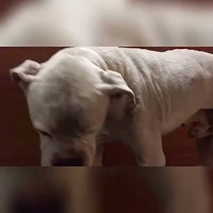 Update 1/20: Rescued by Their Lives Matter Rescue. - CODE RED for...